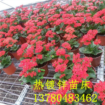 <a href='/' target='_blank'><a href='http://www.chinabigmarket.com/miaochuangsheshi/203.html'target='_blank'>花架網(wǎng)</a></a>