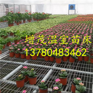 溫室<a href='/' target='_blank'><a href='http://www.chinabigmarket.com/miaochuangsheshi/203.html'target='_blank'>花架網(wǎng)</a></a>廠家
