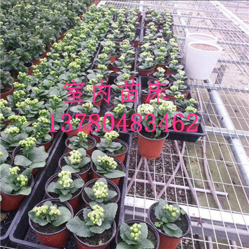 溫室<a href='/' target='_blank'><a href='http://www.chinabigmarket.com/miaochuangsheshi/203.html'target='_blank'>花架網(wǎng)</a></a>廠家